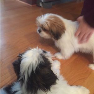 Meet your Posher, Morgan